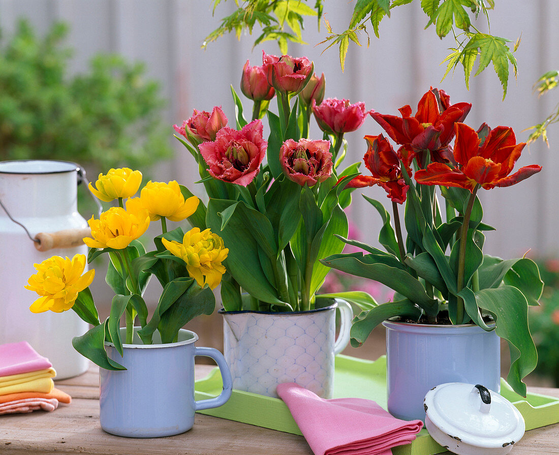 Tulipa 'Yellow Baby' 'Matchpoint' 'Rococo' (tulips)