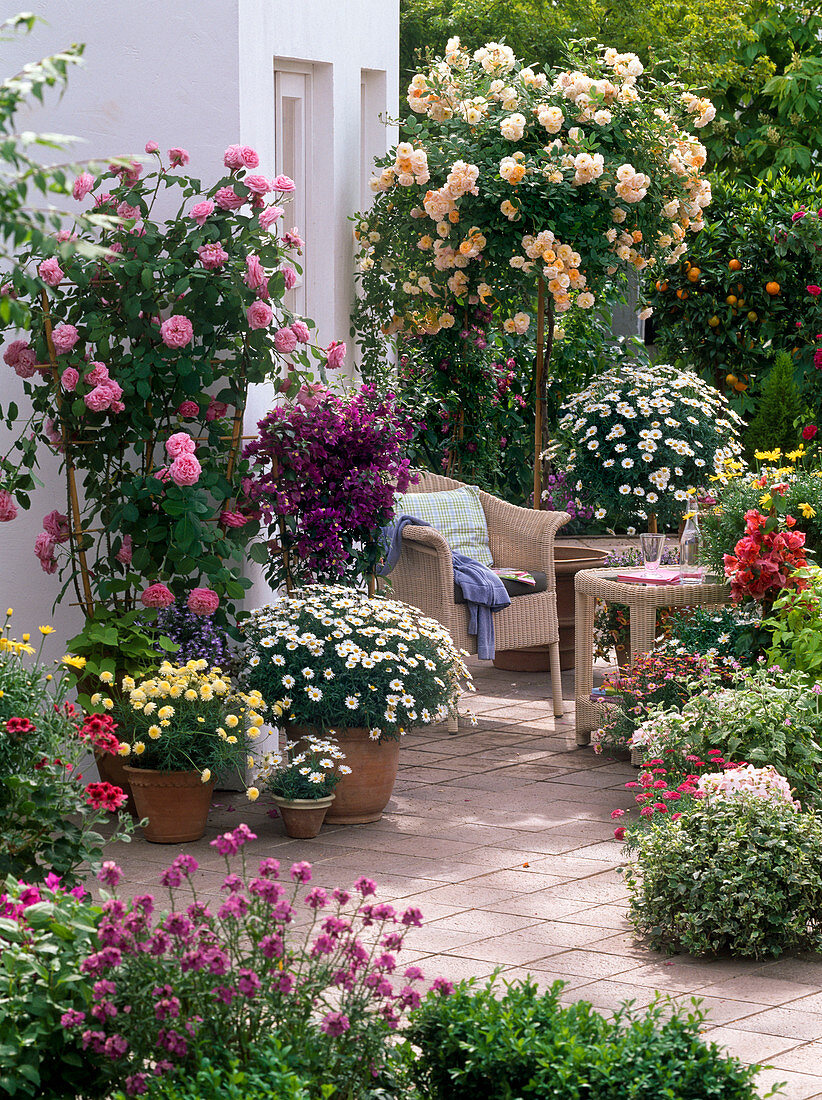 Rosa 'Ghislaine de Feligonde' (Historische Rambler - Rose als Stämmchen)