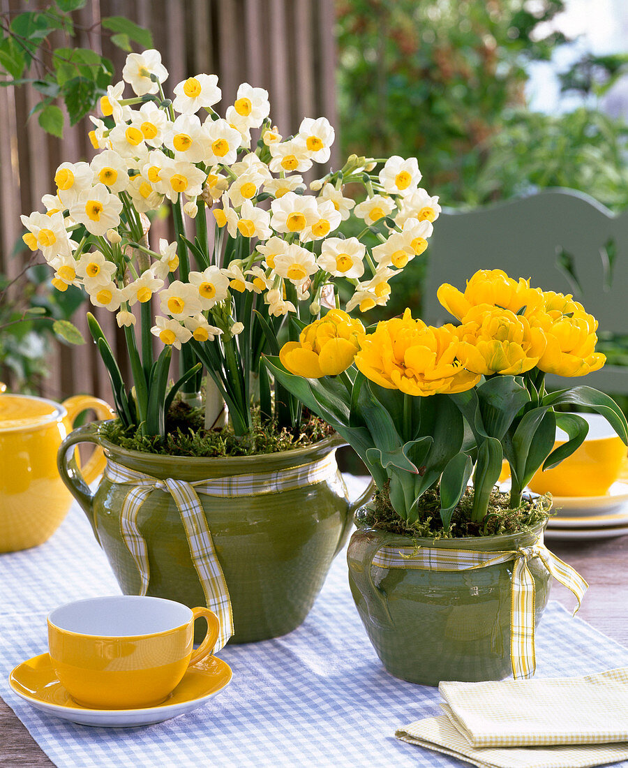 Narcissus 'Avalanche' (Narzissen), Tulipa 'Yellow Baby'