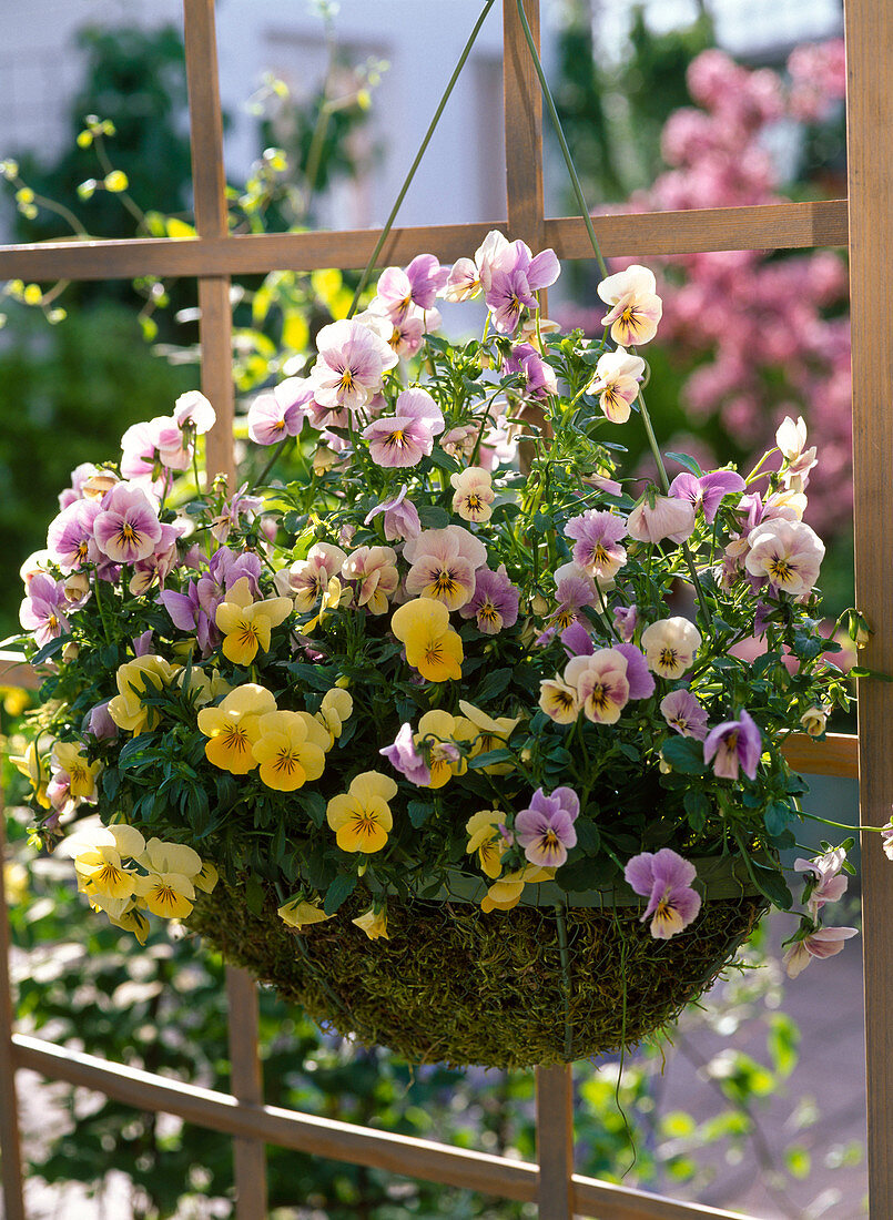 Viola cornuta (Horned violet) in Hanging Basket