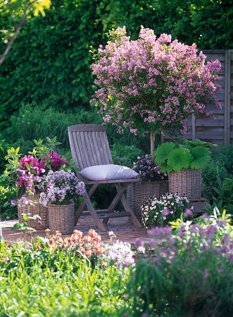 Syringa meyeri 'Palibin' (dwarf lilac), trunk, underplanted