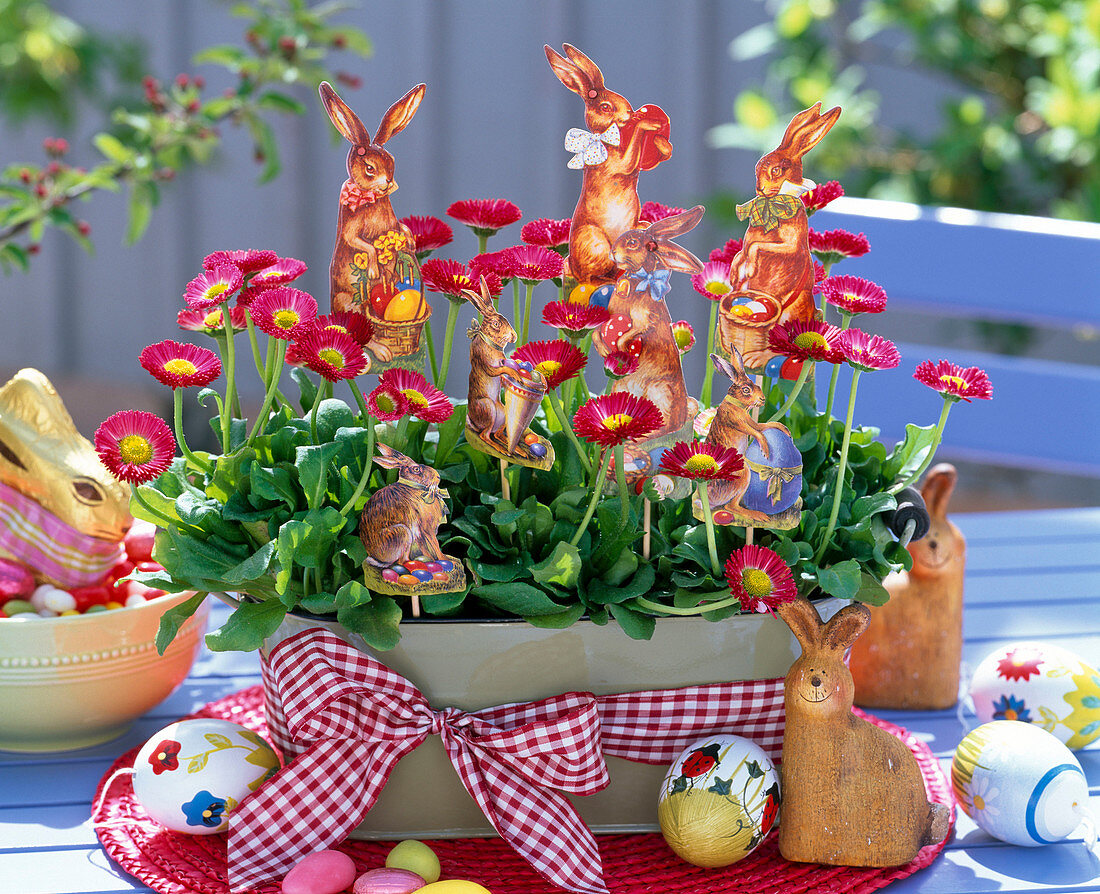 Metal Jardiniere with Bellis (daisies)