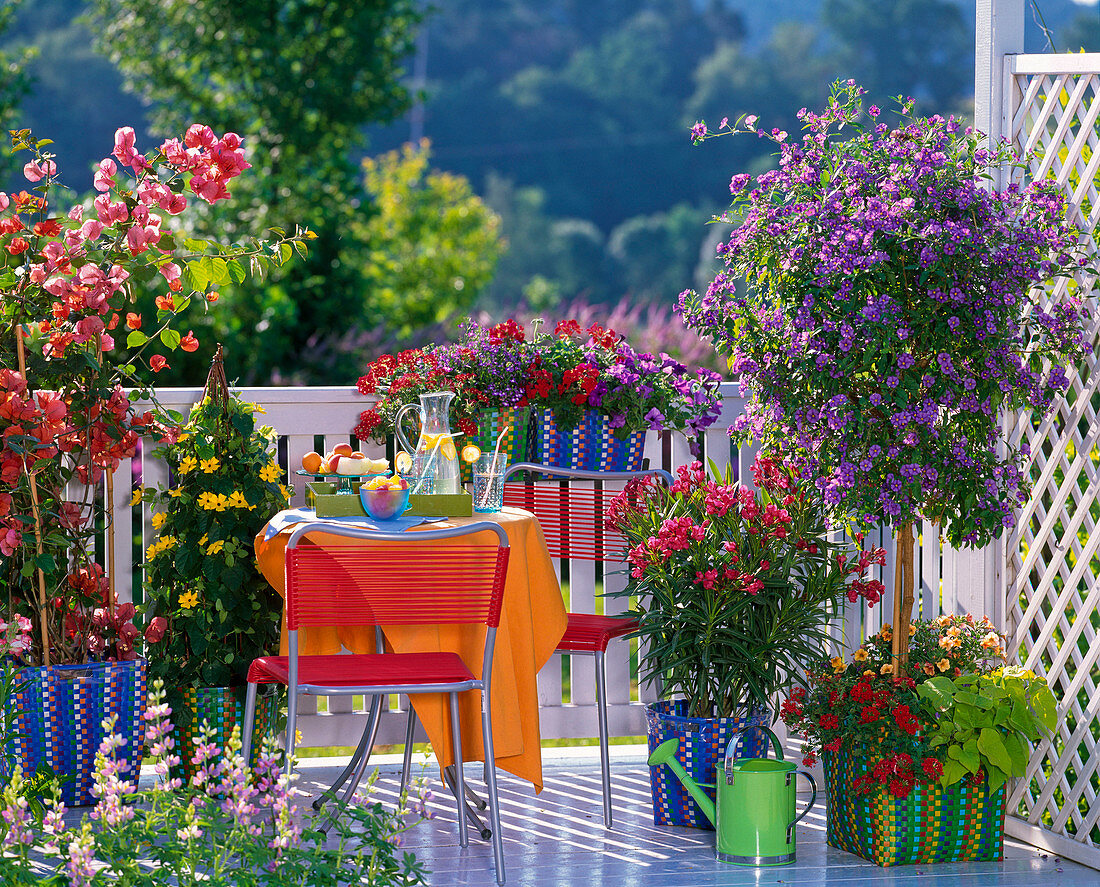 Bougainvillea, Thunbergia (Black-eyed Susanne)