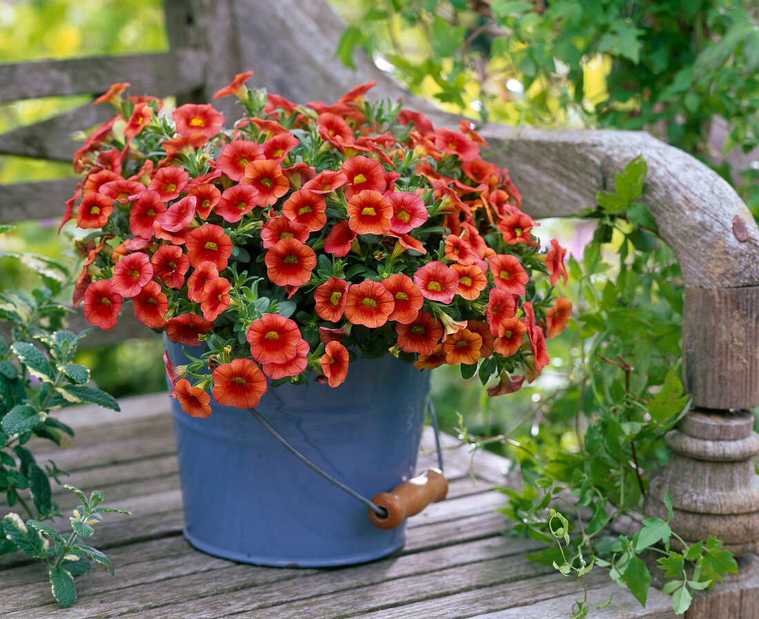 Calibrachoa Dream Kisses 'Orange Sunset' (Magic bells)