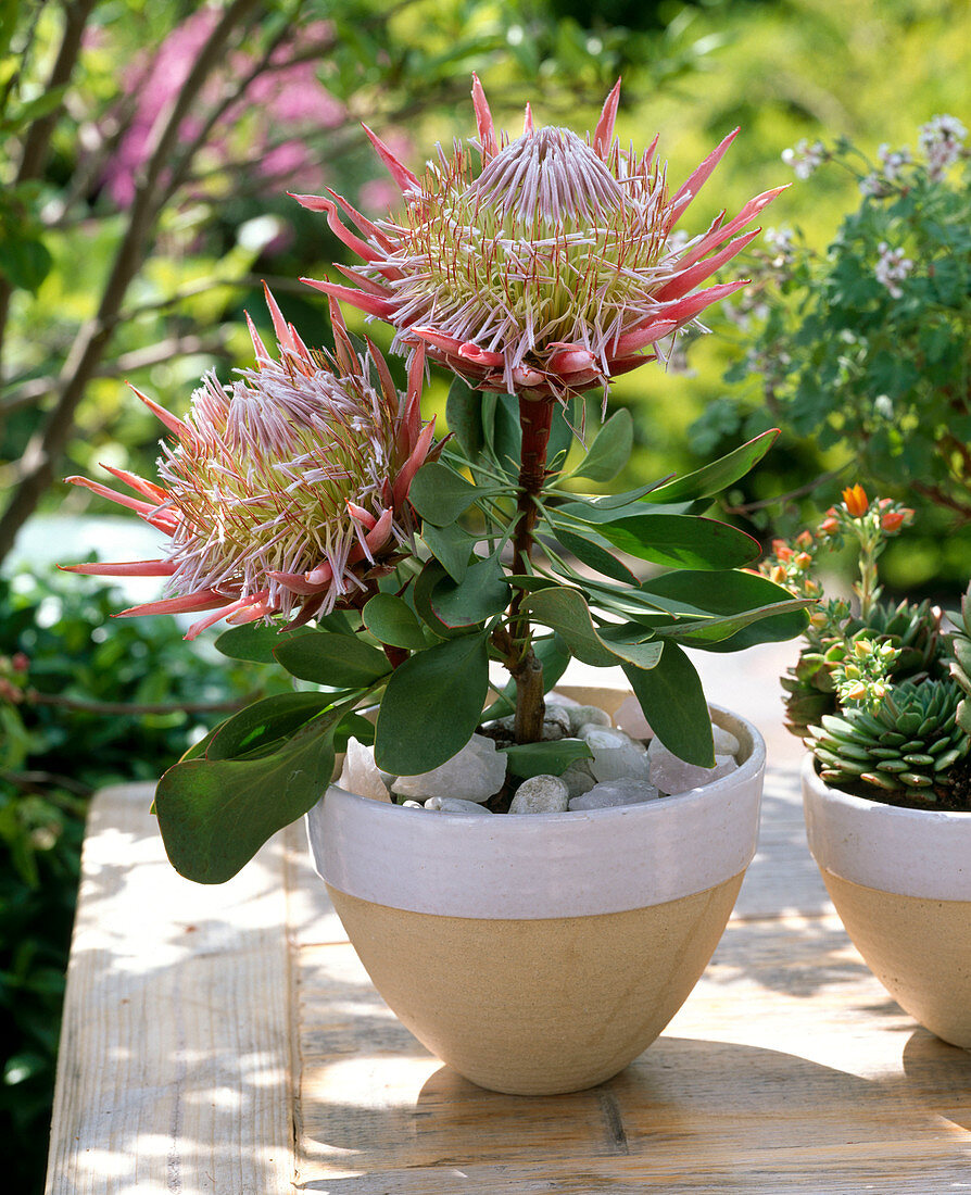 Protea cynaroides 'Little Prince' (Protee, Shimmer Tree)