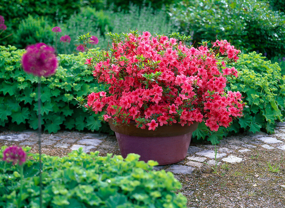 Rhododendron molle 'Blaauws Pink' (Japanese azalea)