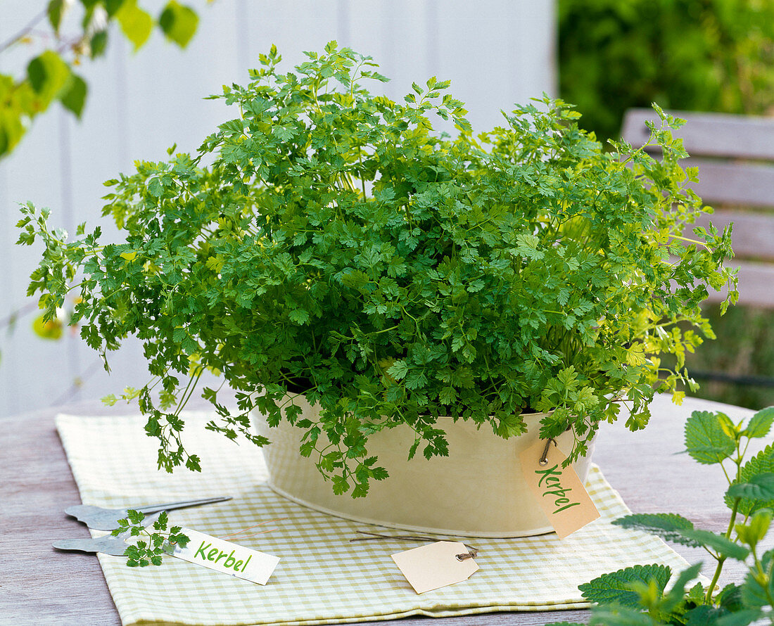 Anthriscus (chervil) in metal jardiniere with sign 'Kerbel'