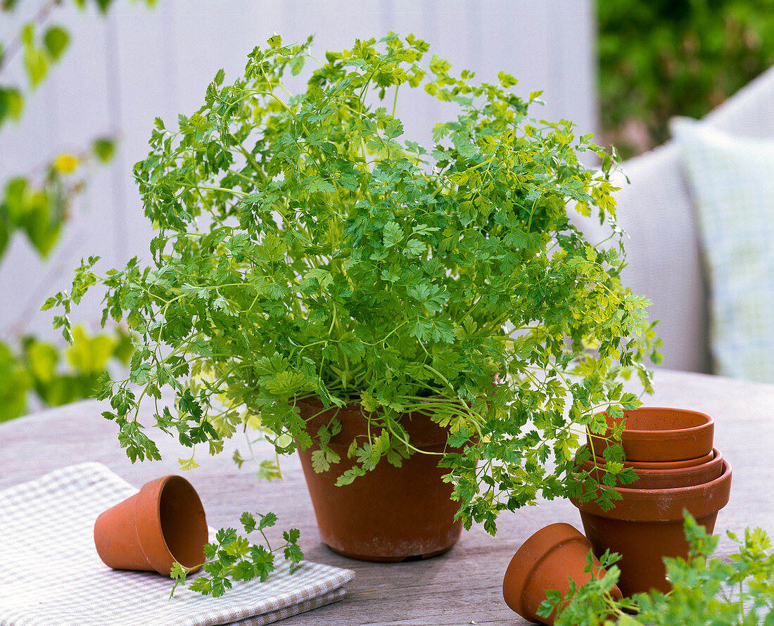 Anthriscus, in clay pot, various clay pots