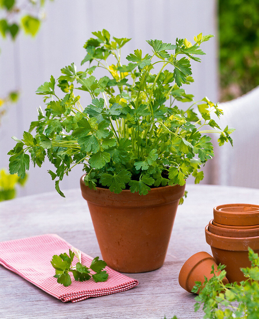 Petroselinum (Parsley) in a clay pot