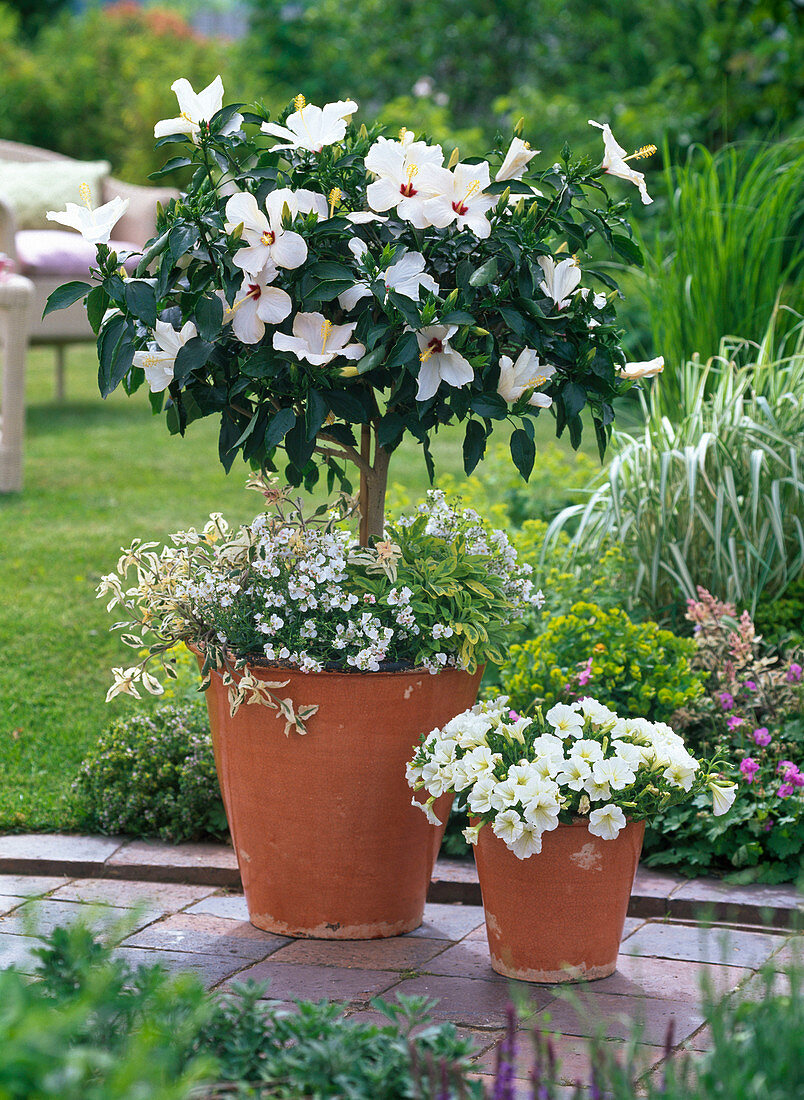 Hibiscus rosa-sinensis (Roseneibisch)