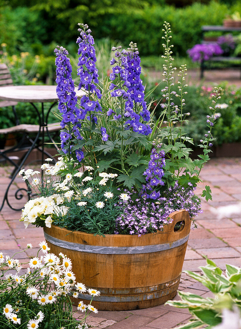 Delphinium Magic Fountain 'Blue' (Rittersporn)