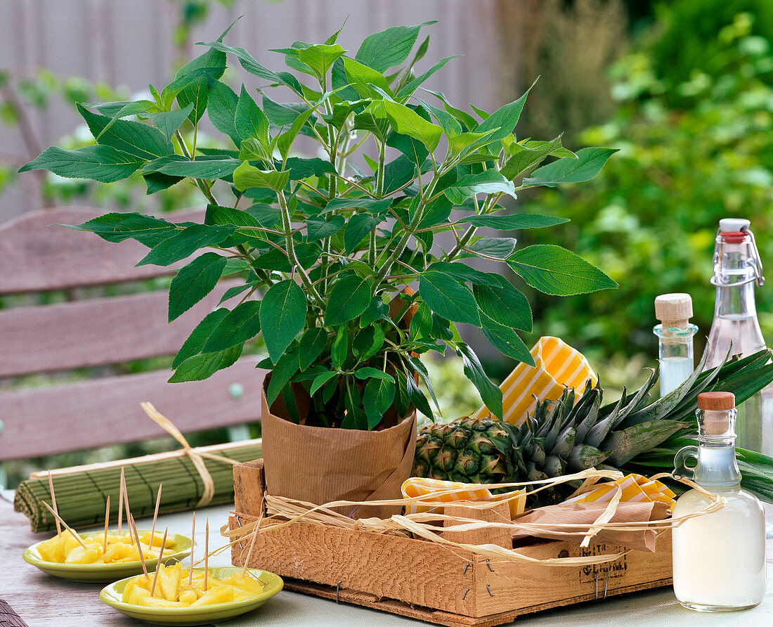 Fruit herbs, Salvia rutilans (Pineapple sage)