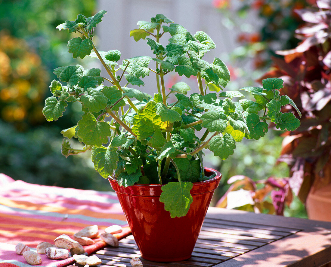 Massai - Kräuter : Plectranthus gladycalica