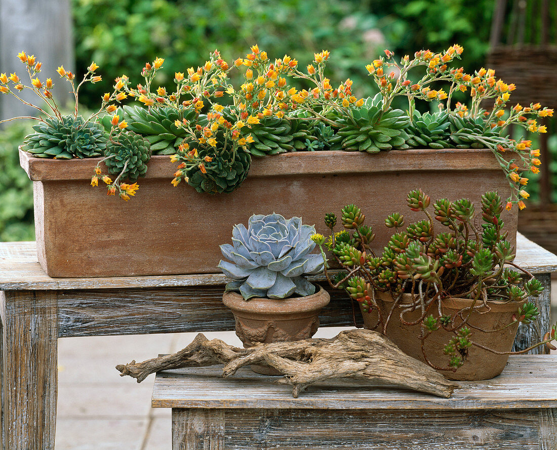 Echeveria derenbergii and 'Blue' (echeverias), Sedum album