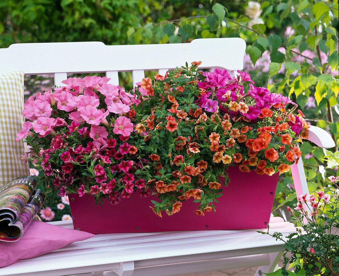 Petunia Easy Wave 'Pink', Veranda 'Neon' (Petunia)