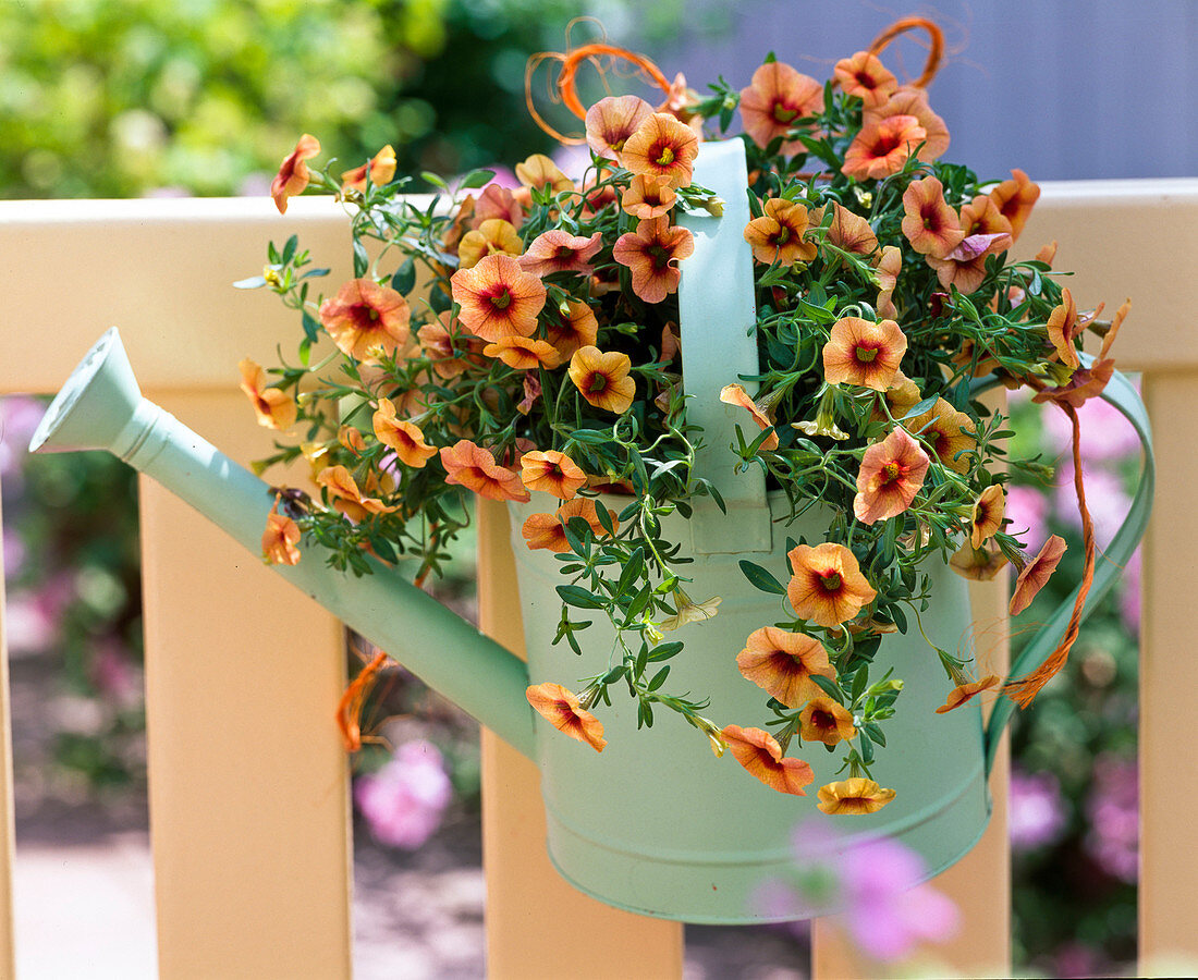 Calibrachoa 'Apricot Punch'