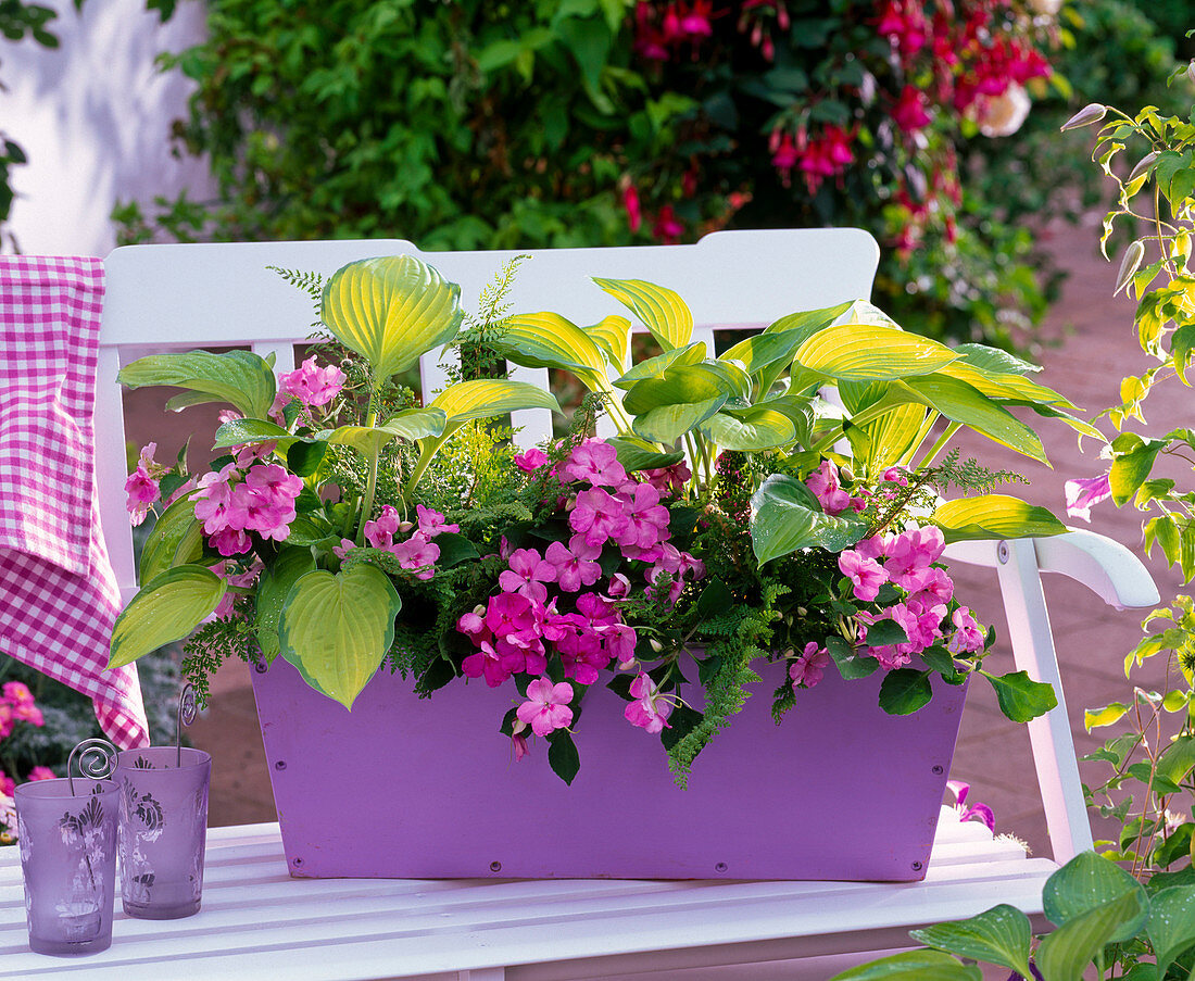 Hosta fortunei 'Gold Standard' (Funkie), Impatiens walleriana