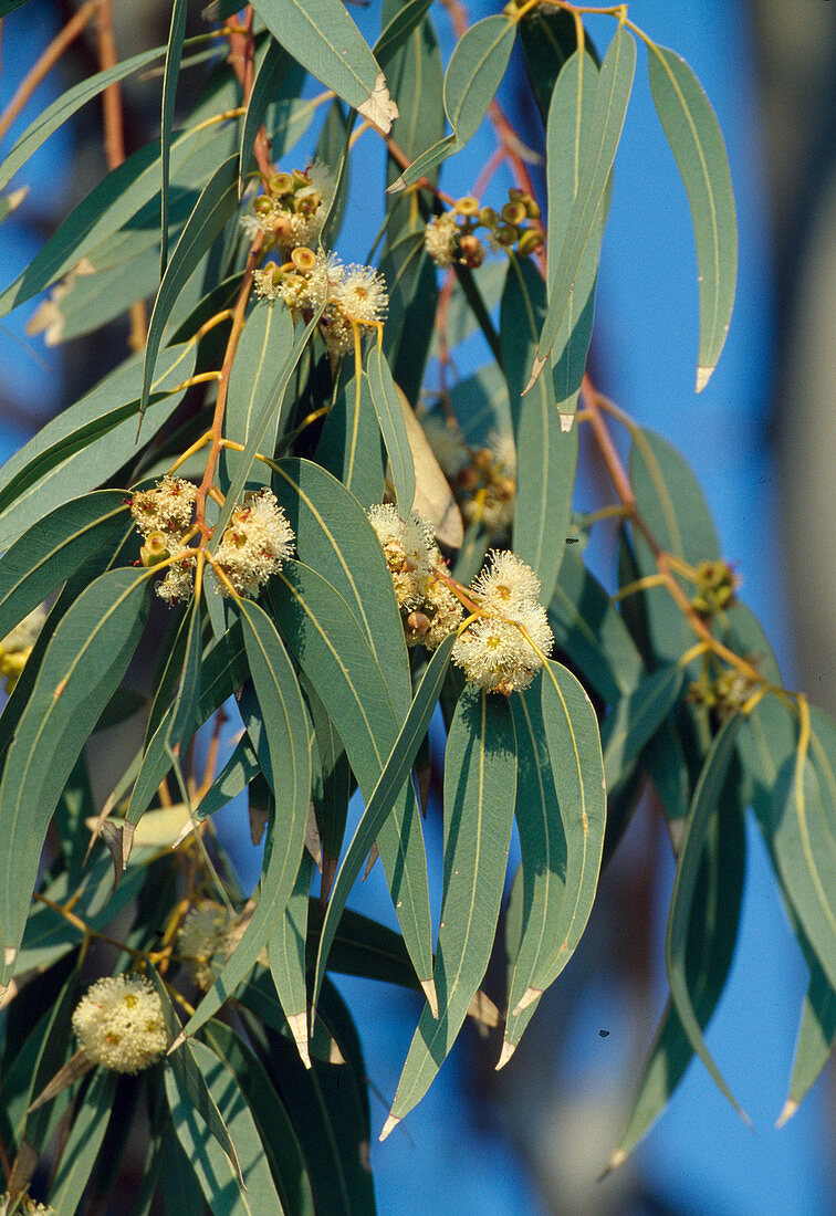 Eucalyptus globulus, blühend in Griechenland