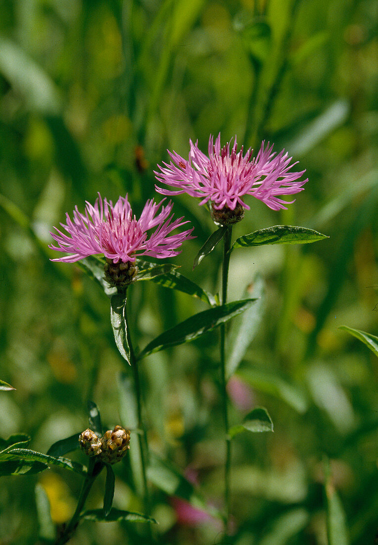 Centaurea jacea (Gewöhnliche Wiesen-Flockenblume)