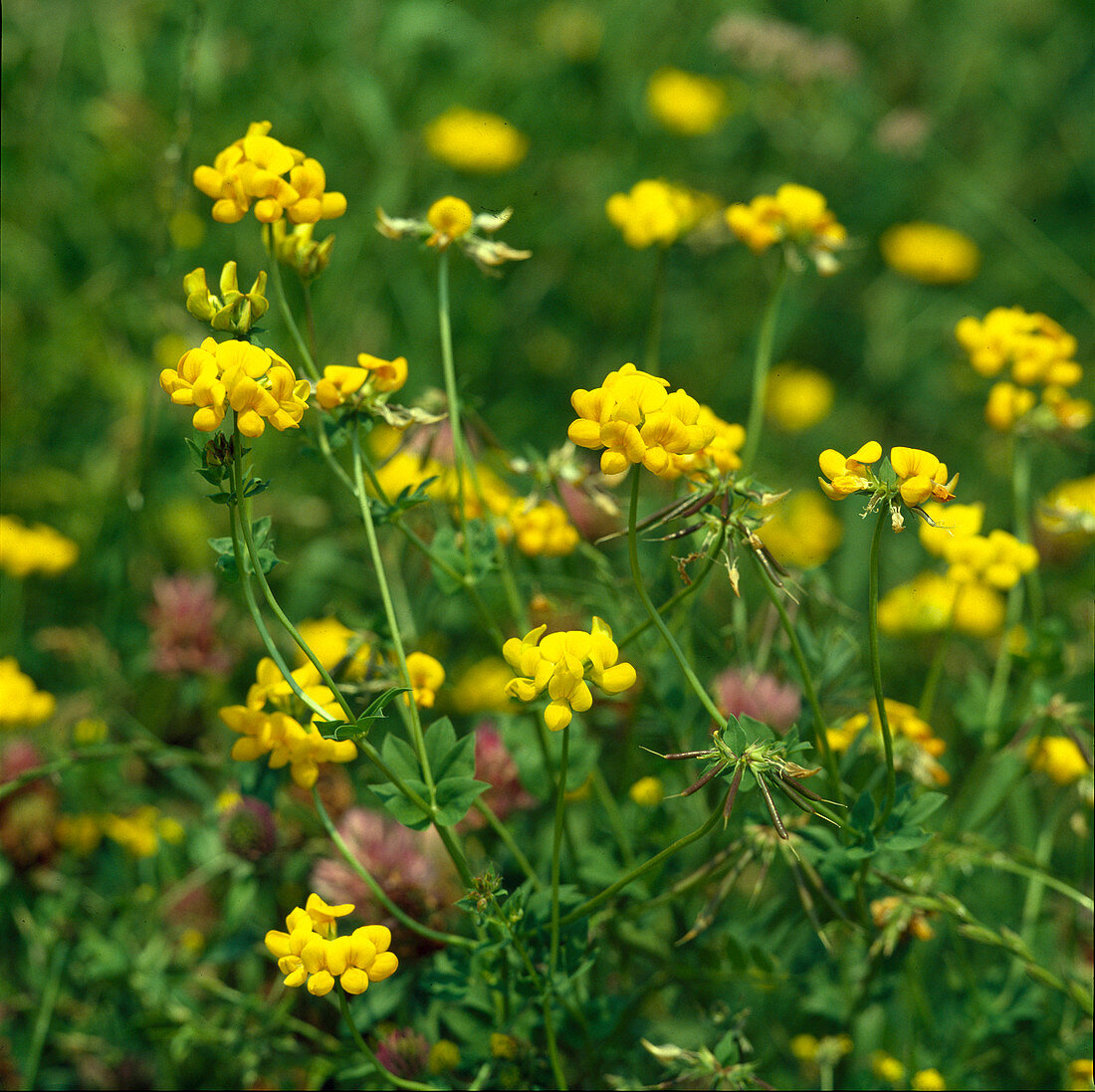 Lotus corniculatus (Common Horn Clover)