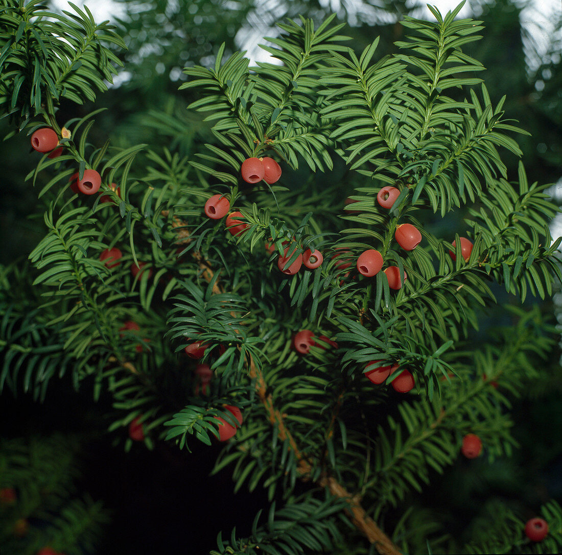 Taxus baccata (yew) with fruits, only the pulp is not poisonous, all other parts of the plant are highly poisonous