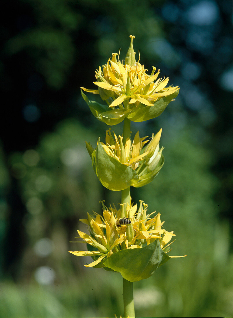 Gentiana lutea (Yellow Gentian)