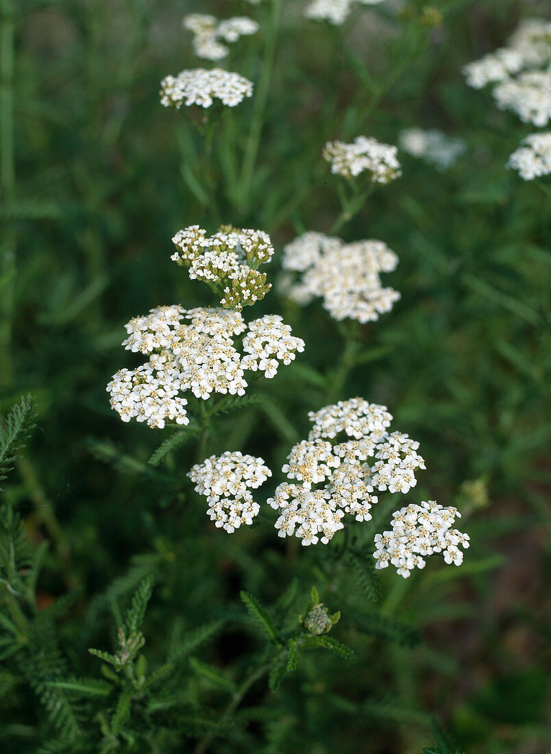 Achillea millefolium (Common yarrow)