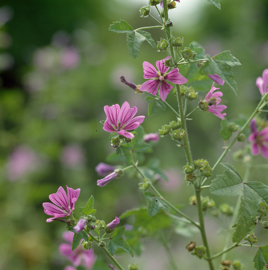 Malva sylvestris 'Mauritanicus' (Mallow)