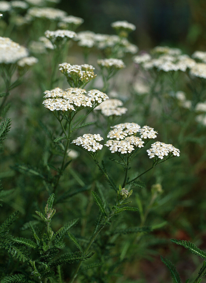 Achillea millefolium (yarrow)