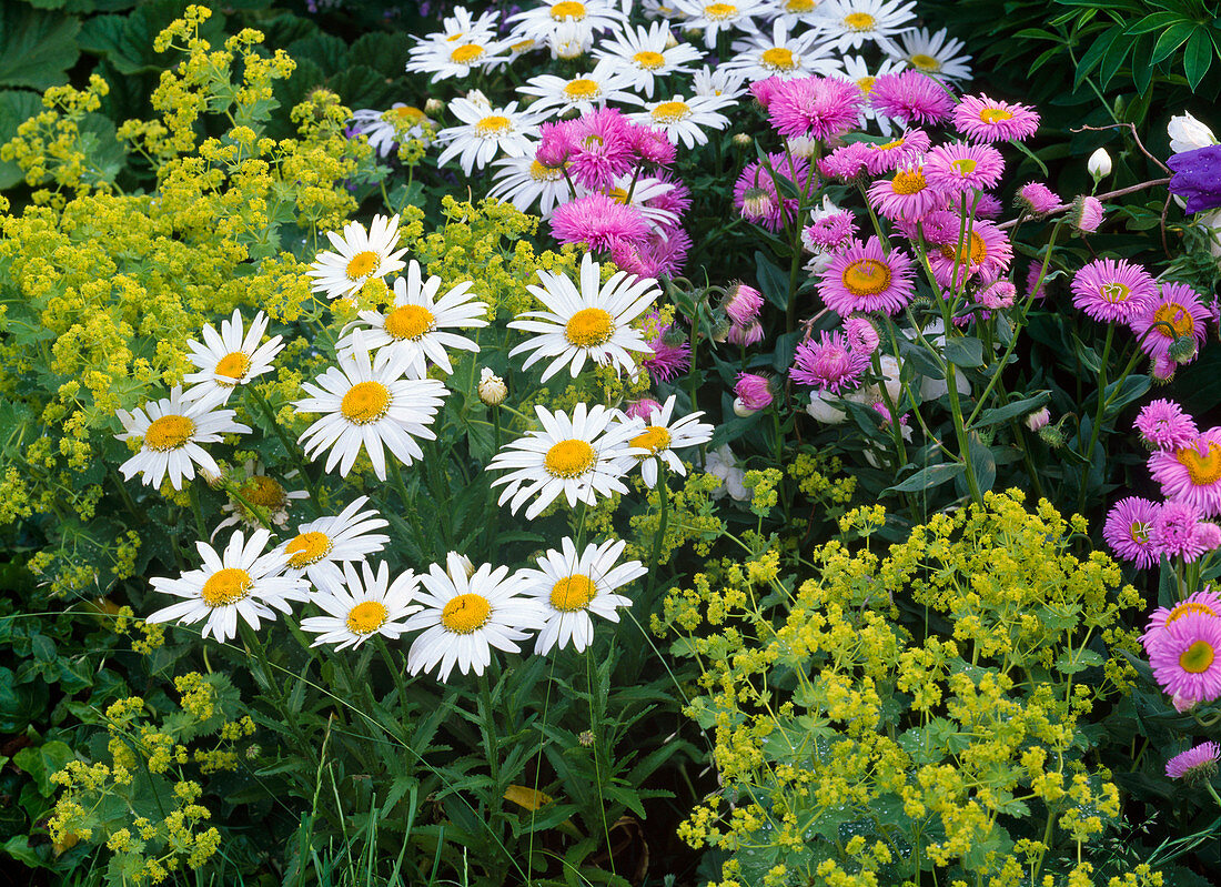 Leucanthemum 'Angel' (daisies), Alchemilla (lady's mantle)