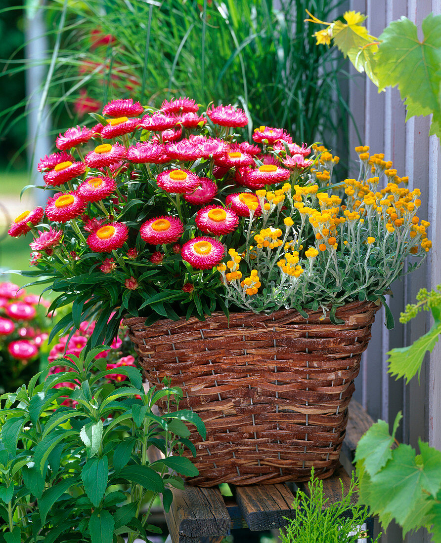 Helichrysum Sundaze 'Magenta' syn. Bracteantha (Strawflower)