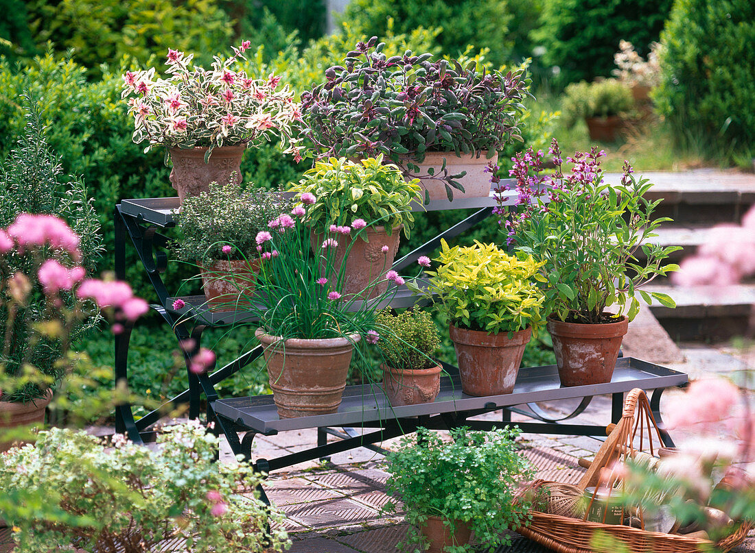 Plant stairs with herbs