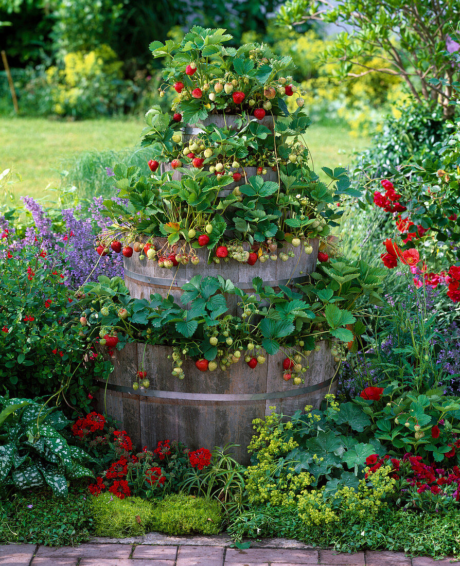 Barrel tower planted with strawberries