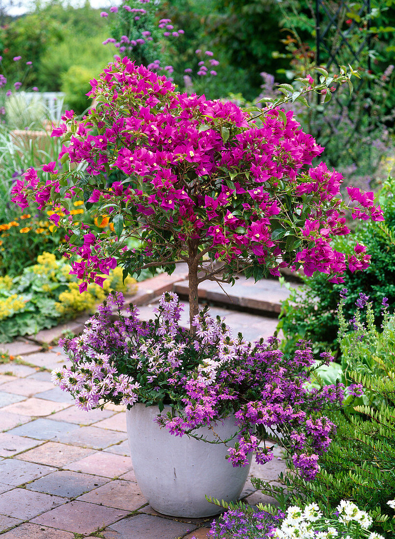 Bougainvillea unterpflanzt mit Scaevola 'Diamond' 'Saphira'