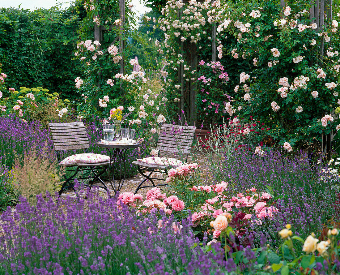 Pavilion with rose 'New Dawn', robust, often flowering