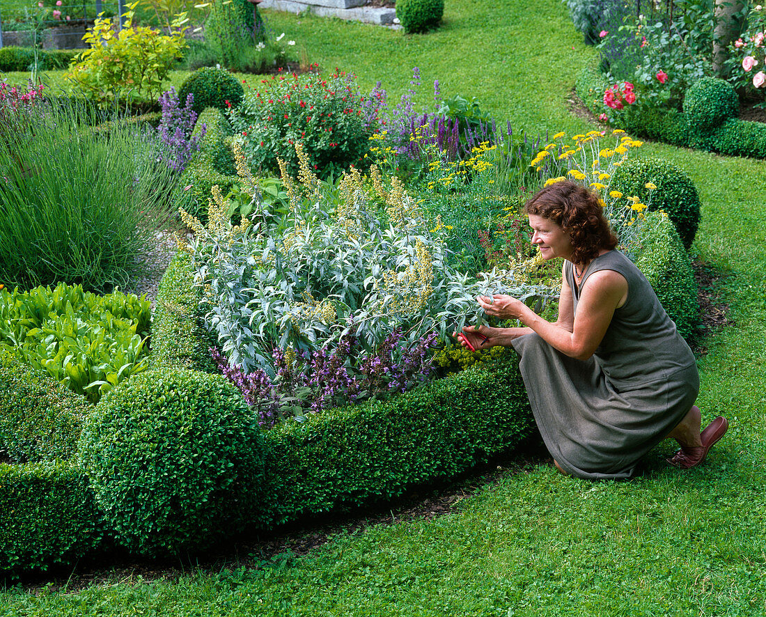 Herbs in bush surround