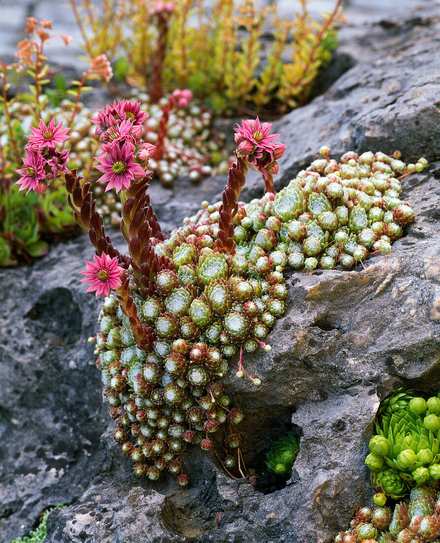 Sempervivum arachnoideum (spiderweb-houseleek)