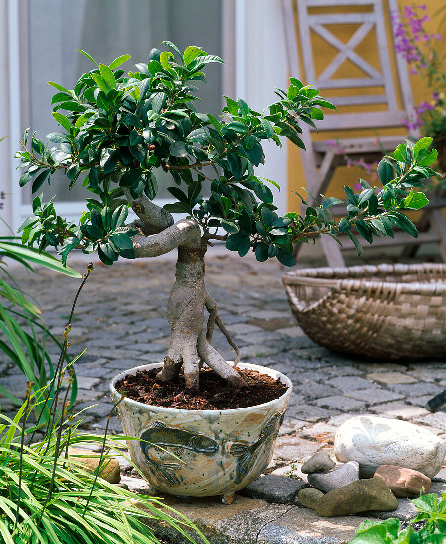 Bonsai in a hand-peeled bowl