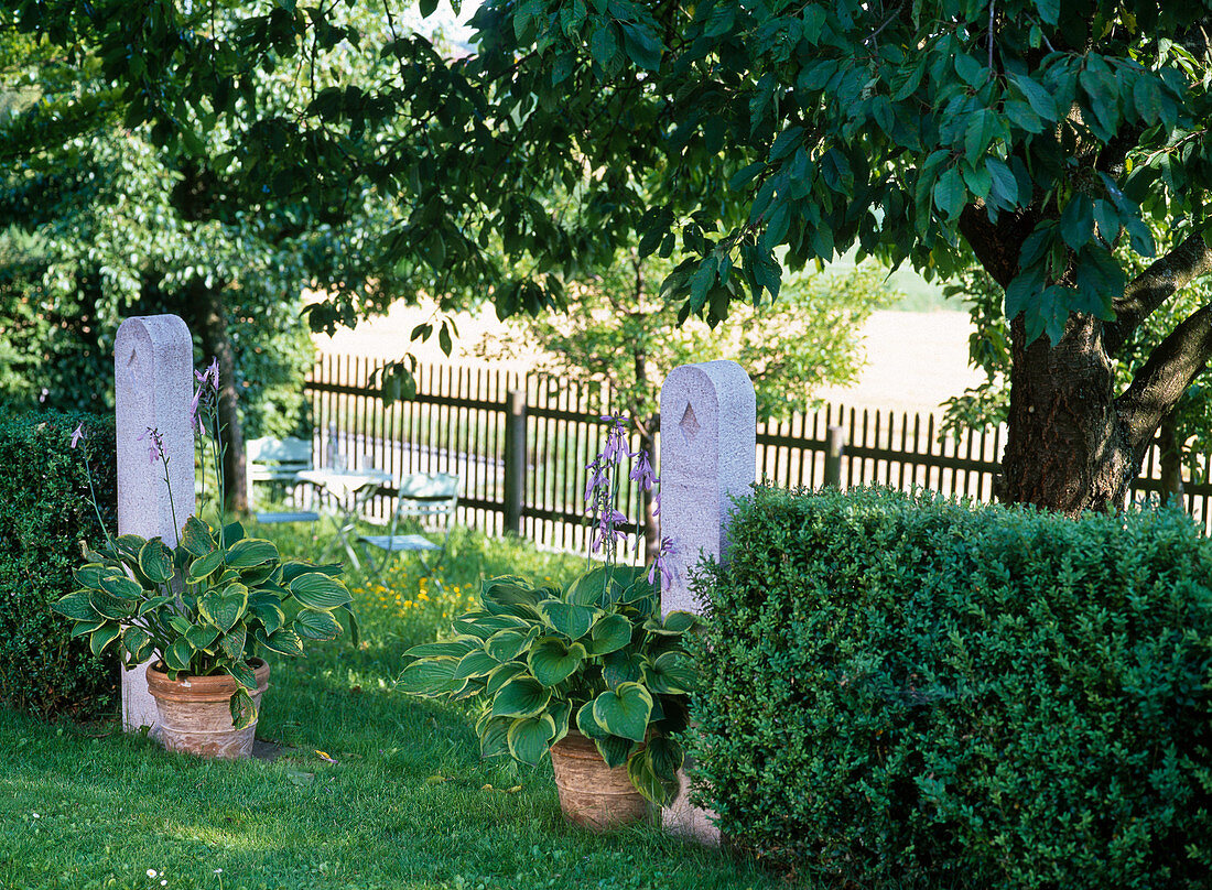 Buxus (boxwood hedge) interrupted by two stone columns