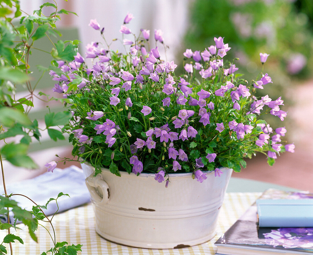 Campanula cochlearifolia 'Bavaria Blue' (dwarf bellflower)