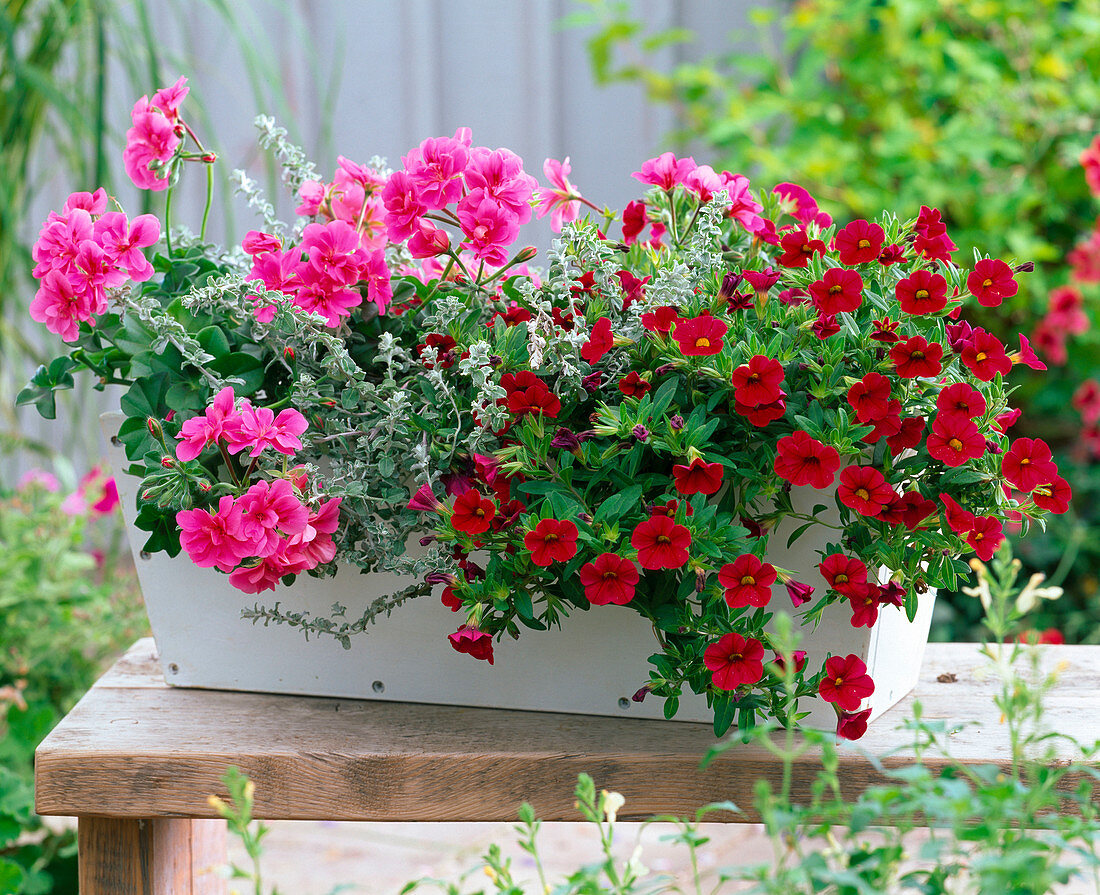 White wooden box with red and pink plants (4/4)