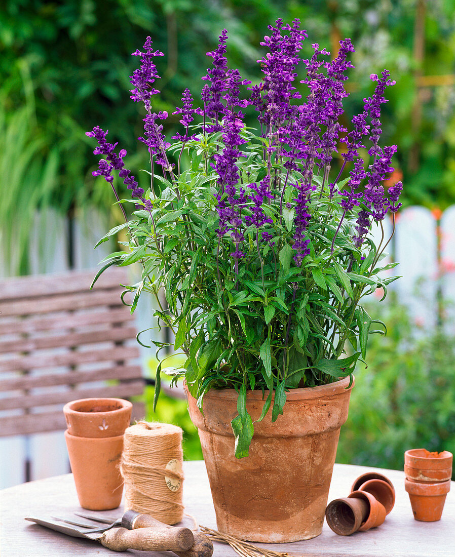 Salvia farinacea (Flour sage) in clay pot