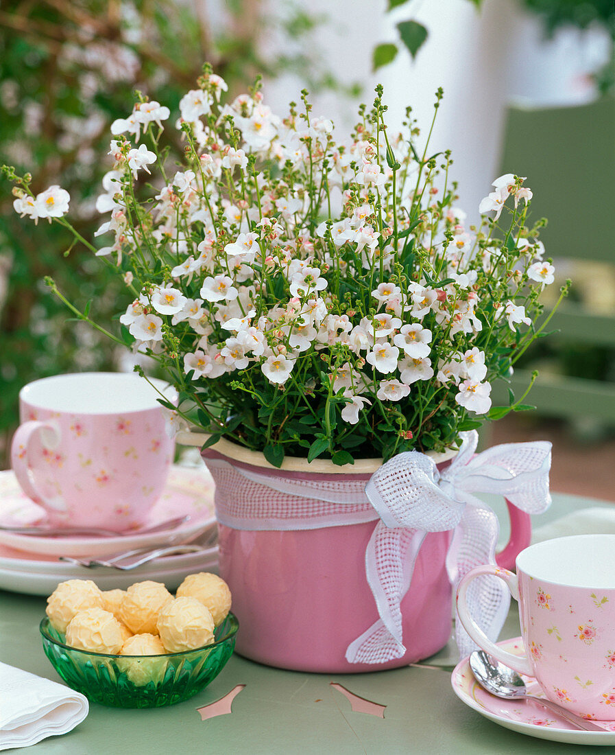 Diascia Breezee 'Snow' (Fairy Spur) in pink planter