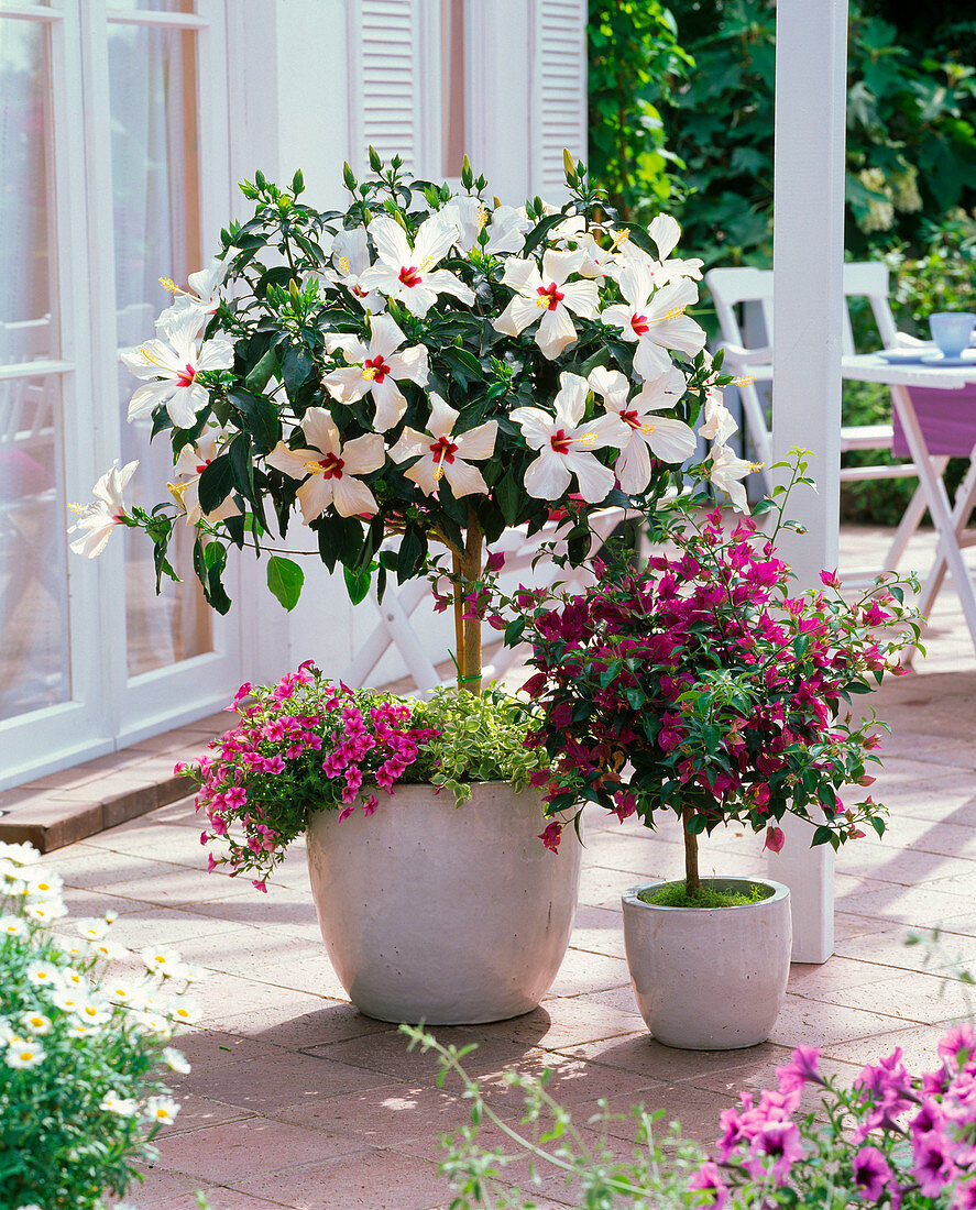 Hibiscus rosa-sinensis (rosemary), Bougainvillea