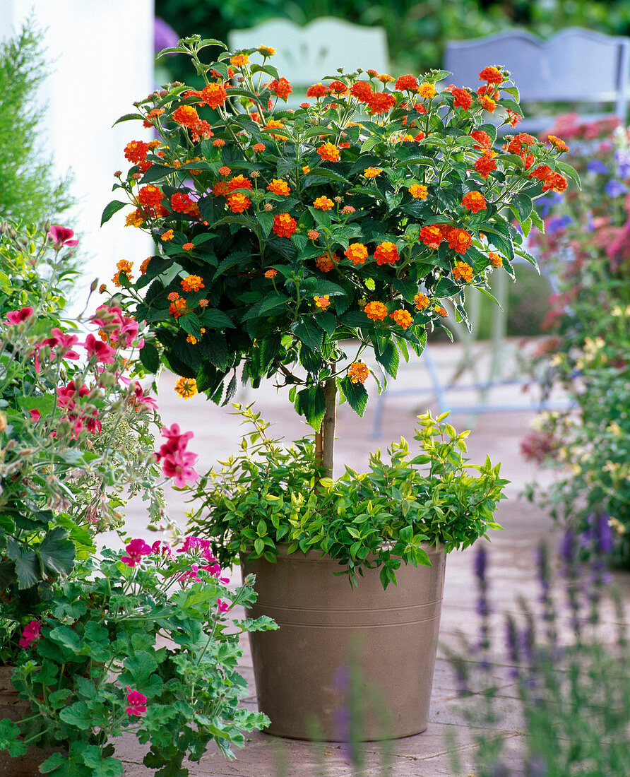 Lantana 'Sunkiss' (wood anemone) underplanted with Abelia