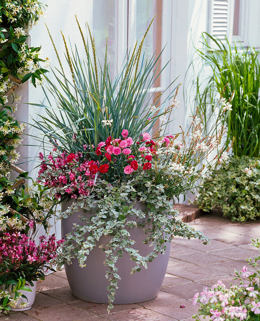 Tub with Leymus arenarius (beach grass), Dianthus Devon