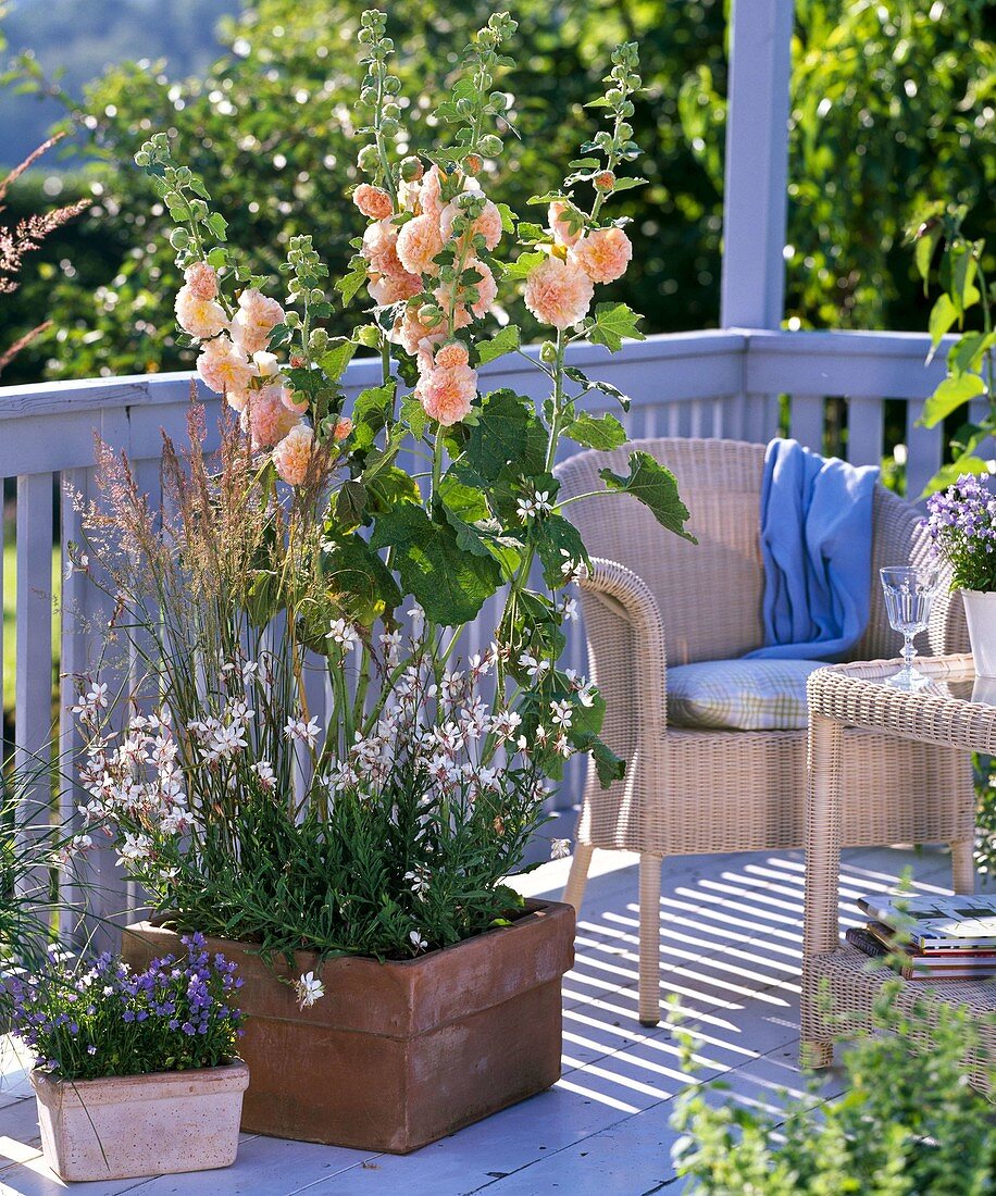 Alcea rosea plena 'Chaters Chamois' (double hollyhock)