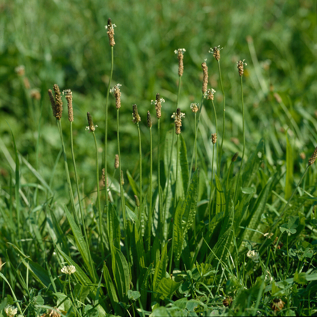 Plantago lanceolata (ribwort plantain)