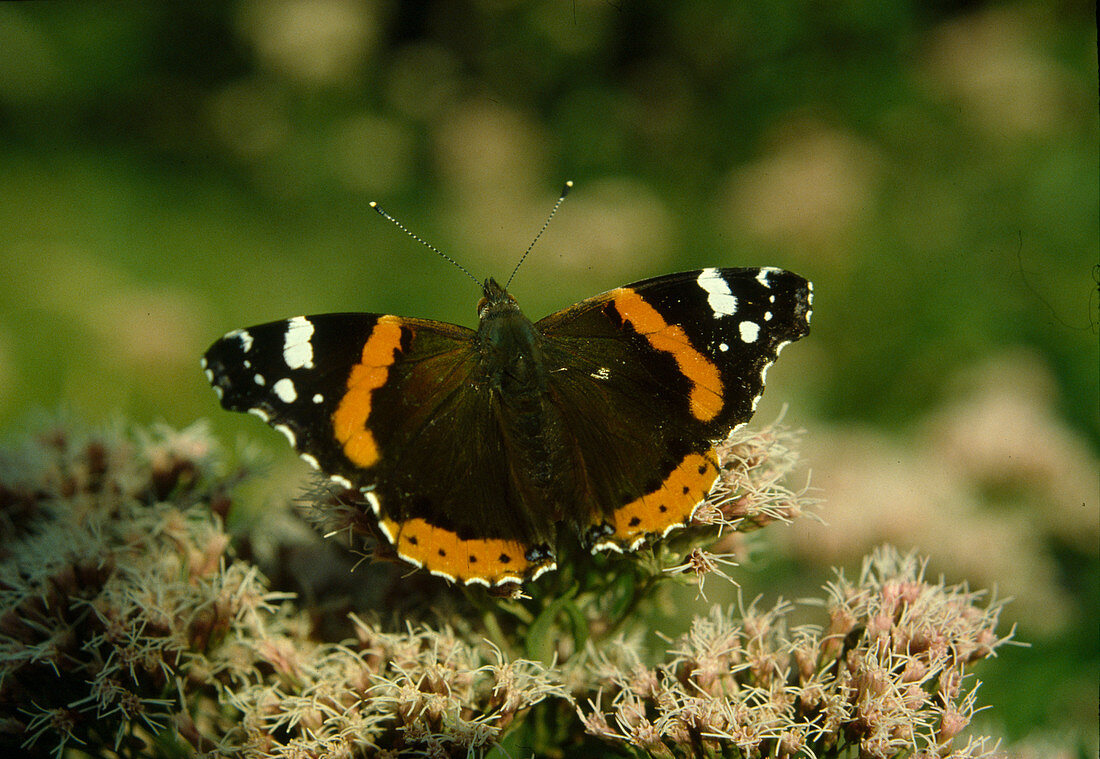 Admiral (Vanessa atalanta) auf Eupatorium (Wasserdost)