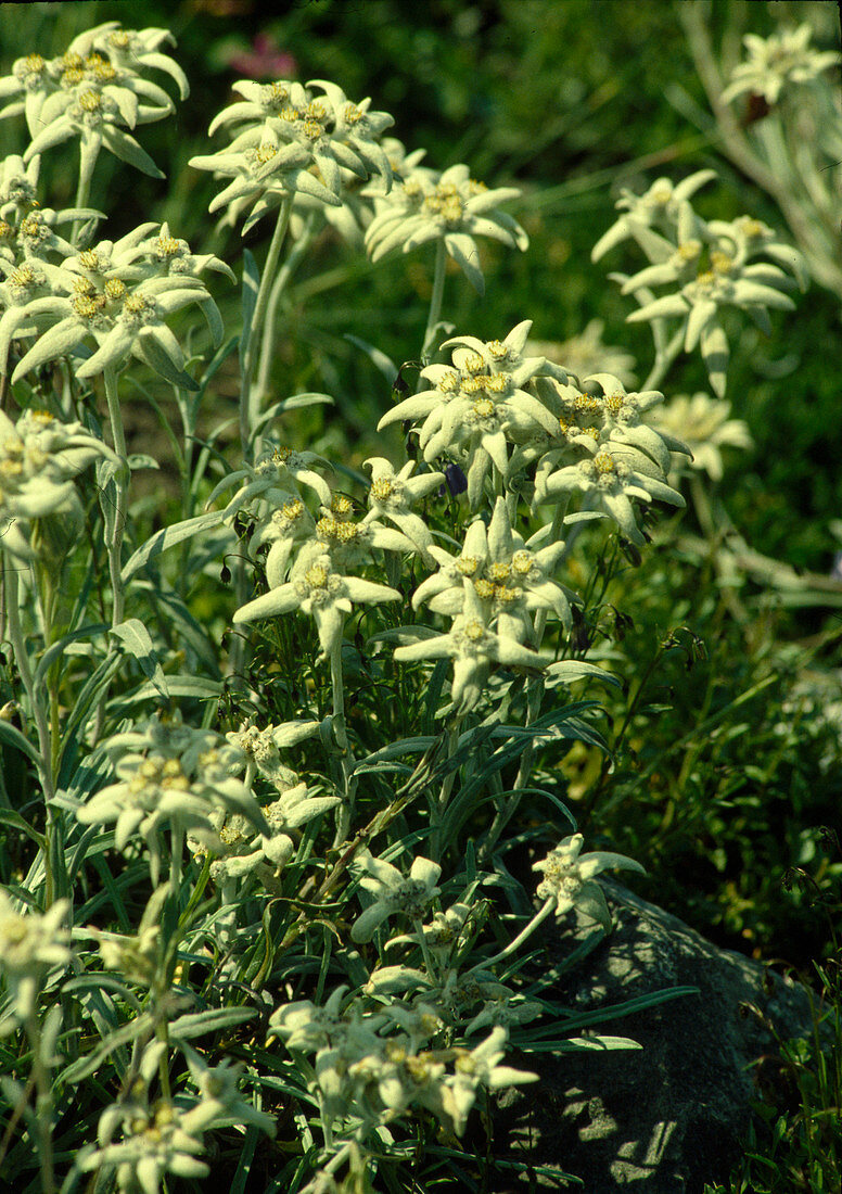 Leontopodium alpinum (Alpine Edelweiss)